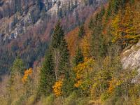 Farbige Herbstbäume mit Spiegelung im See